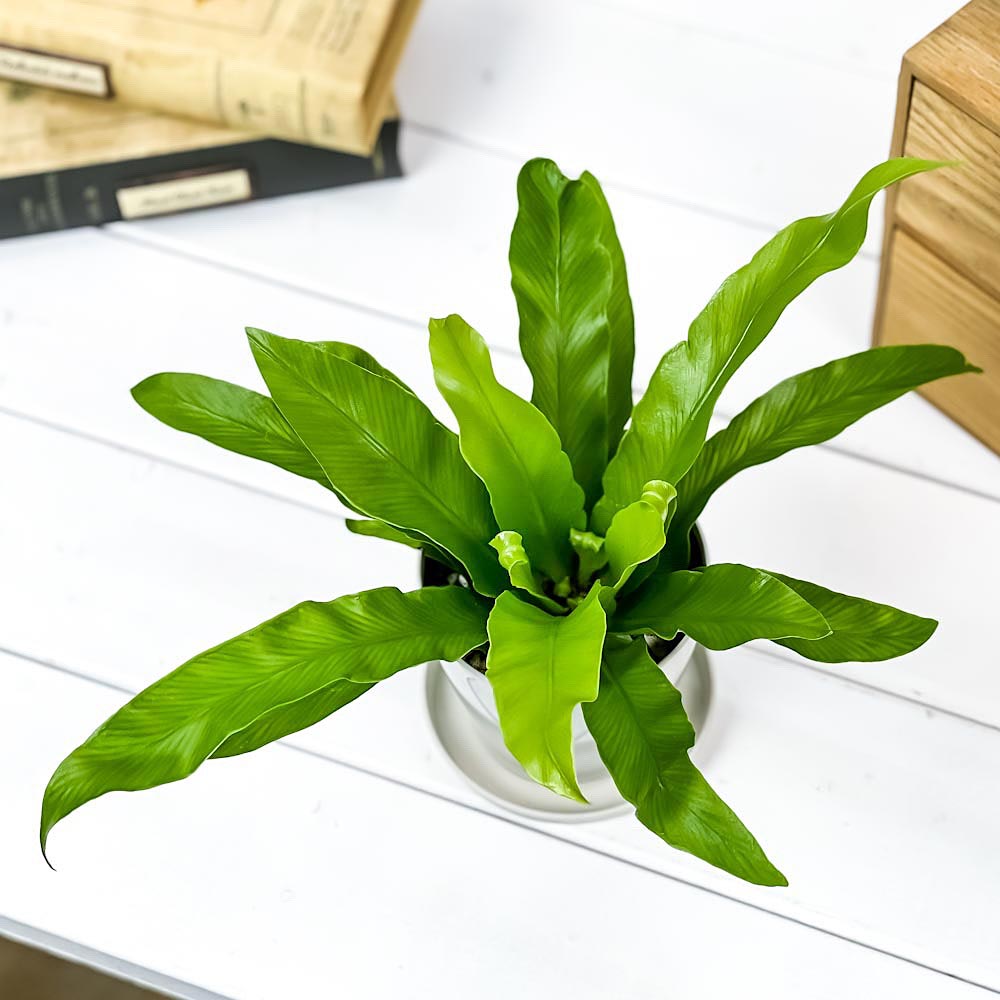 PLANCHU 観葉植物 アスプレニウム アンティクム 3.5号鉢 3鉢セット 受け皿付き 育て方説明書付き Asplenium antiquum アンティカム オオタニワタリ シダ