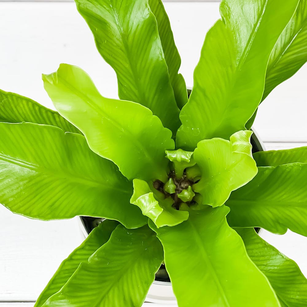PLANCHU 観葉植物 アスプレニウム アンティクム 3.5号鉢 3鉢セット 受け皿付き 育て方説明書付き Asplenium antiquum アンティカム オオタニワタリ シダ