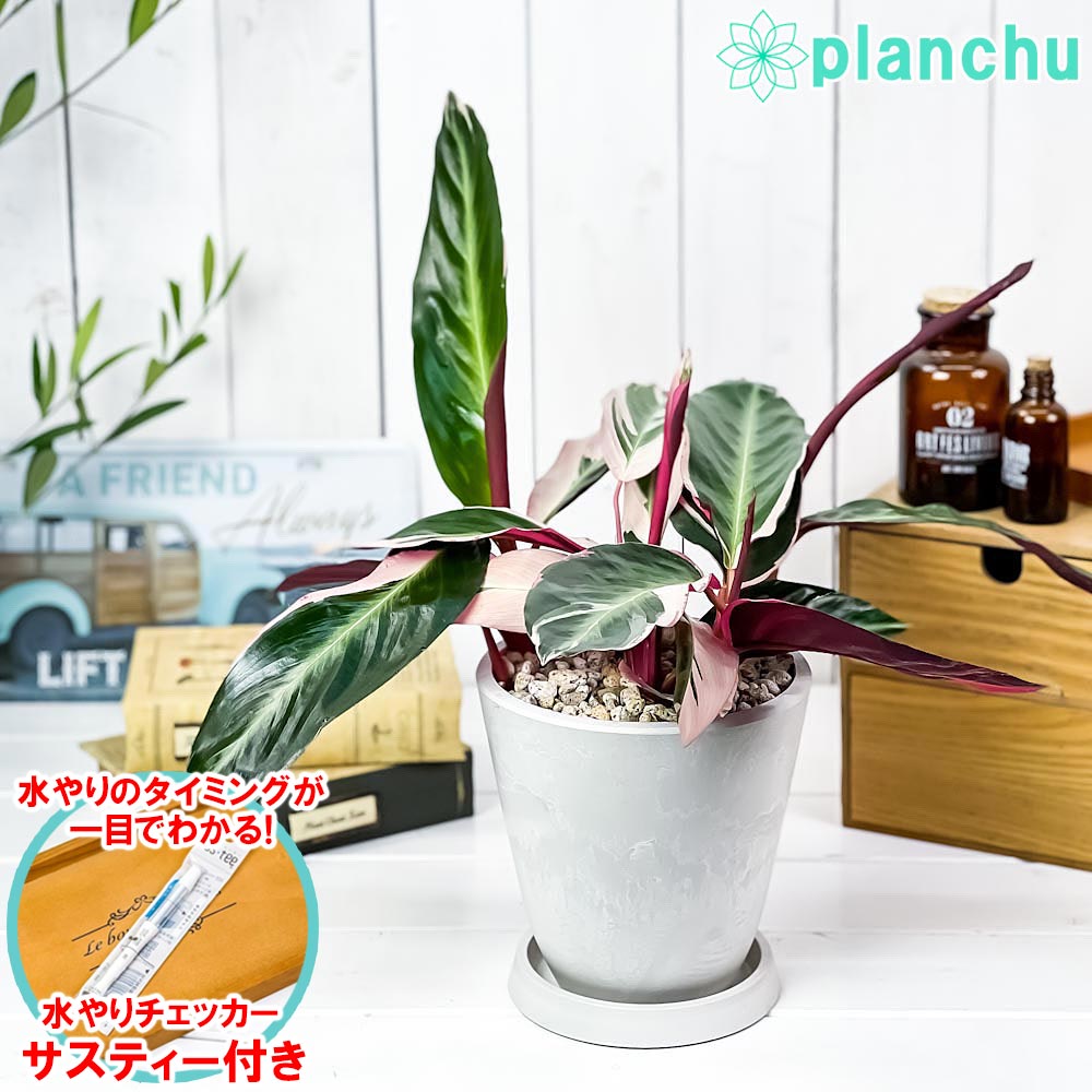 PLANCHU 観葉植物 ストロマンテ サンギネア トリオスター 5号樹脂鉢 ホワイト サスティー付き 受け皿付き 育て方説明書付き カラテア ウラベニショウ