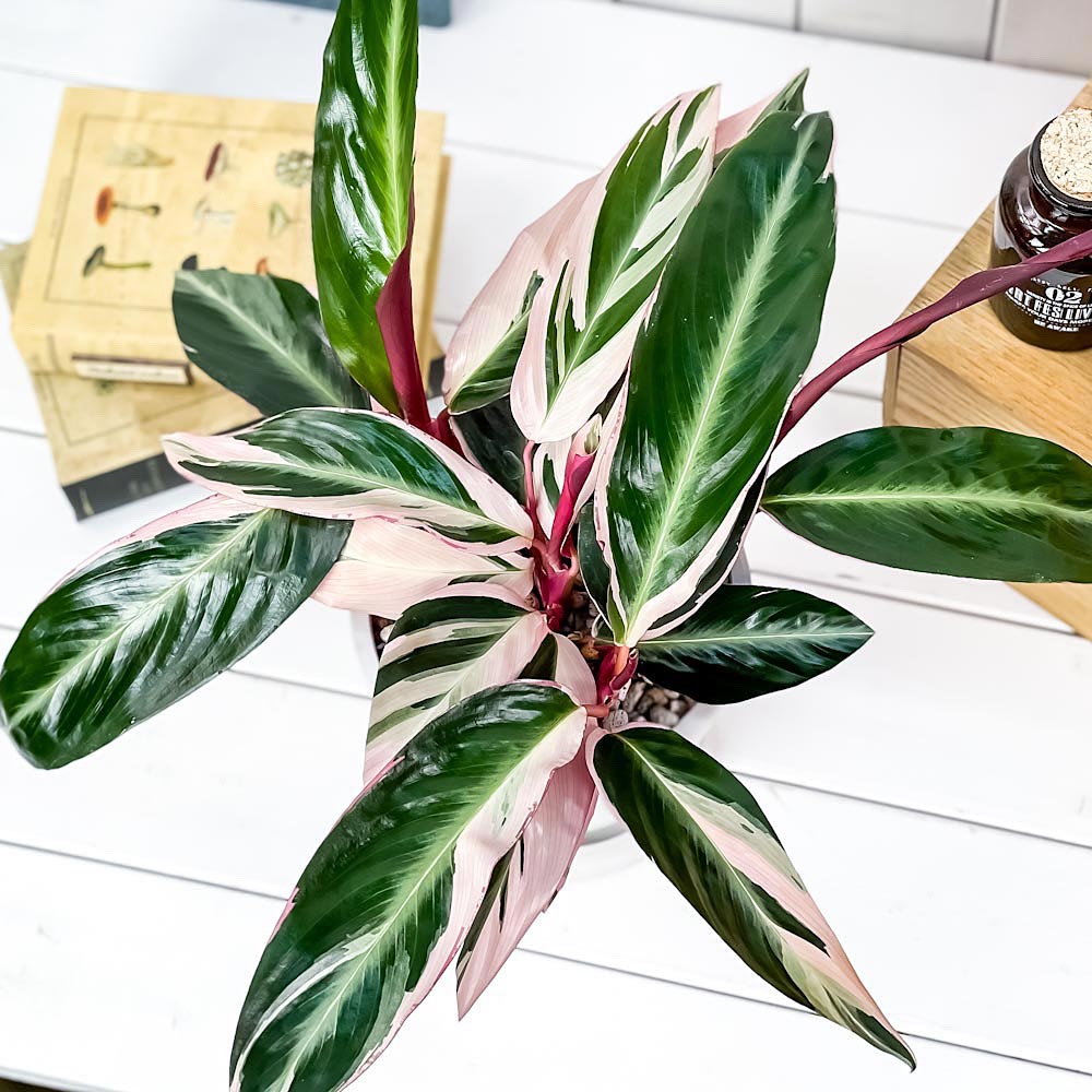 PLANCHU 観葉植物 ストロマンテ サンギネア トリオスター 5号樹脂鉢 ホワイト サスティー付き 受け皿付き 育て方説明書付き カラテア ウラベニショウ