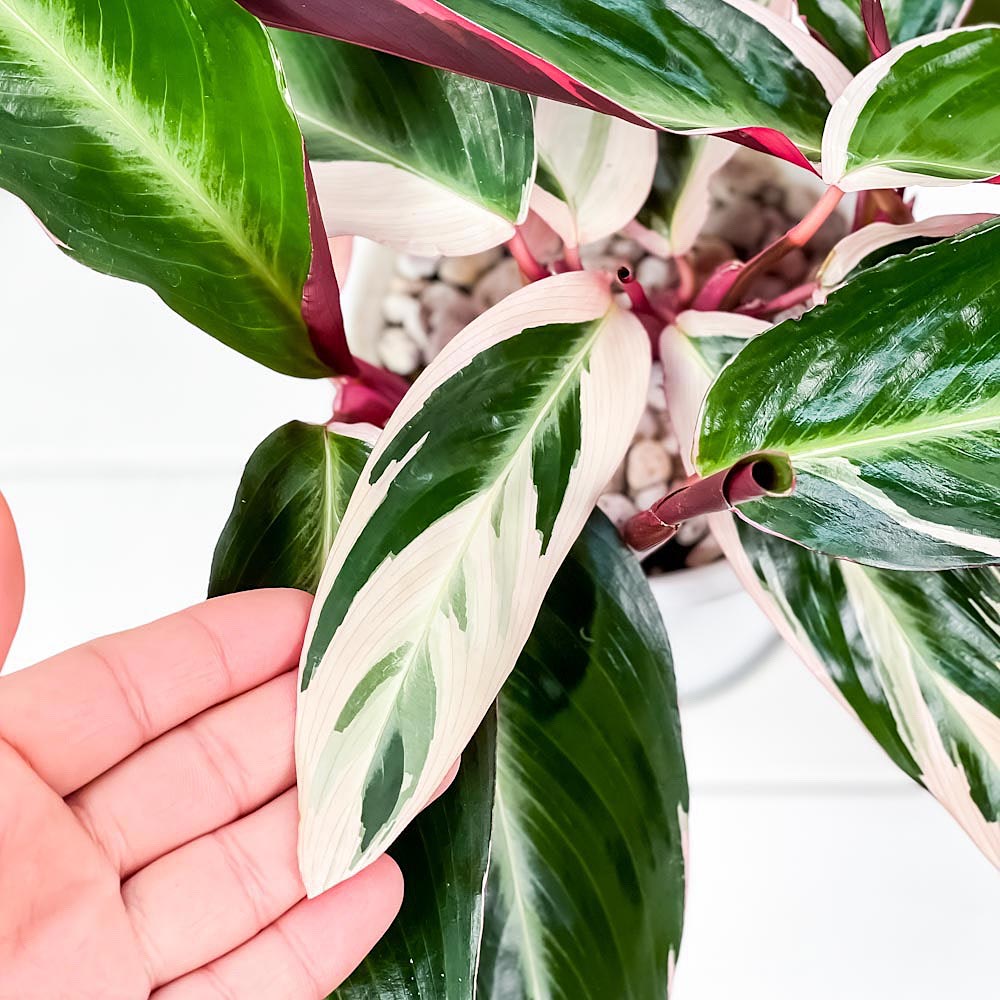 PLANCHU 観葉植物 ストロマンテ サンギネア トリオスター 5号樹脂鉢 ホワイト サスティー付き 受け皿付き 育て方説明書付き カラテア ウラベニショウ