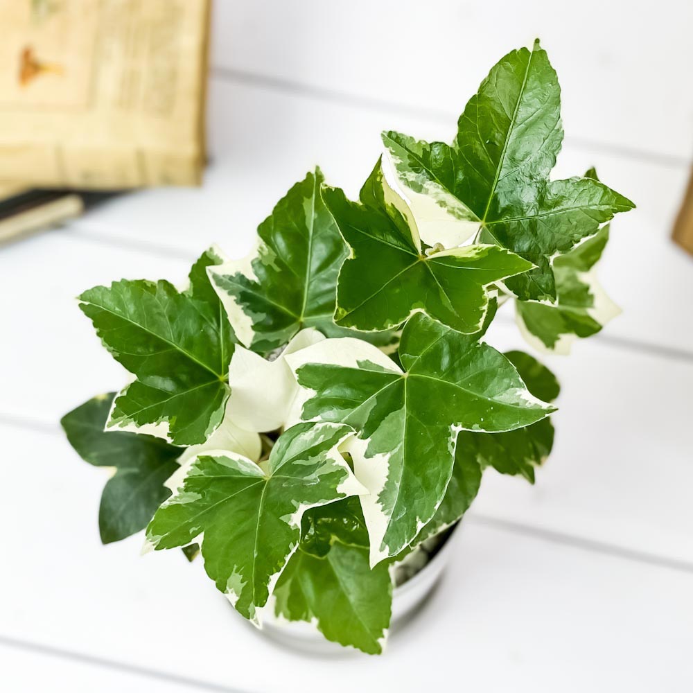 PLANCHU 観葉植物 ファトスヘデラ 斑入り 4号鉢 受け皿付き 育て方説明書付き × Fatshedera ファッツヘデラ ハトス