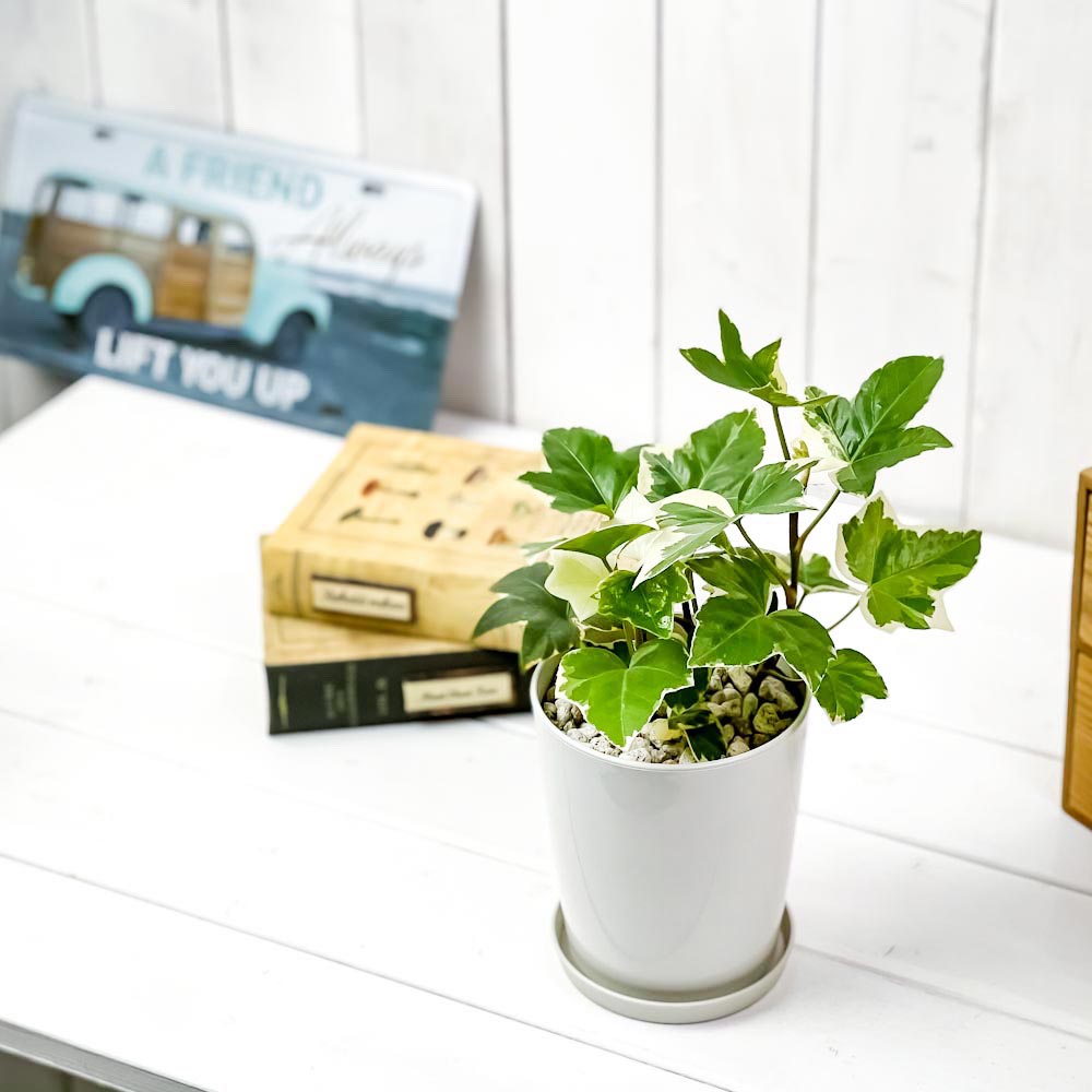 PLANCHU 観葉植物 ファトスヘデラ 斑入り 4号鉢 受け皿付き 育て方説明書付き × Fatshedera ファッツヘデラ ハトス