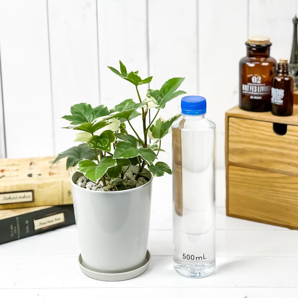 PLANCHU 観葉植物 ファトスヘデラ 斑入り 4号鉢 受け皿付き 育て方説明書付き × Fatshedera ファッツヘデラ ハトス