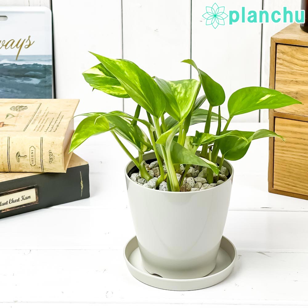 PLANCHU 観葉植物 ポトス ゴールデン 3.5号鉢 受け皿付き 育て方説明書付き Epipremnum aureum ‘Golden’ エピプレムナム アロイド