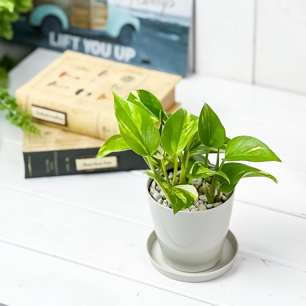 PLANCHU 観葉植物 ポトス ゴールデン 3.5号鉢 受け皿付き 育て方説明書付き Epipremnum aureum ‘Golden’ エピプレムナム アロイド