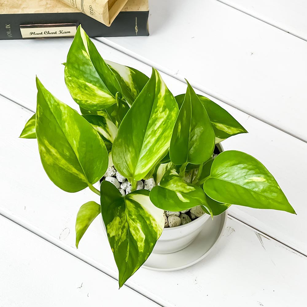 PLANCHU 観葉植物 ポトス ゴールデン 3.5号鉢 受け皿付き 育て方説明書付き Epipremnum aureum ‘Golden’ エピプレムナム アロイド