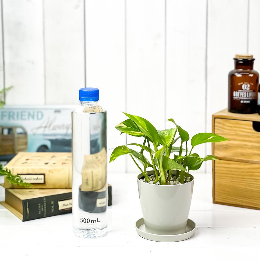 PLANCHU 観葉植物 ポトス ゴールデン 3.5号鉢 受け皿付き 育て方説明書付き Epipremnum aureum ‘Golden’ エピプレムナム アロイド