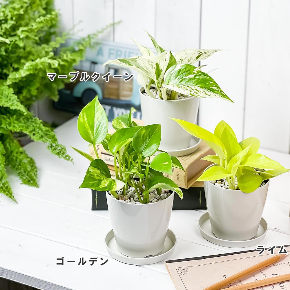 PLANCHU 観葉植物 ポトス ゴールデン 3.5号鉢 受け皿付き 育て方説明書付き Epipremnum aureum ‘Golden’ エピプレムナム アロイド