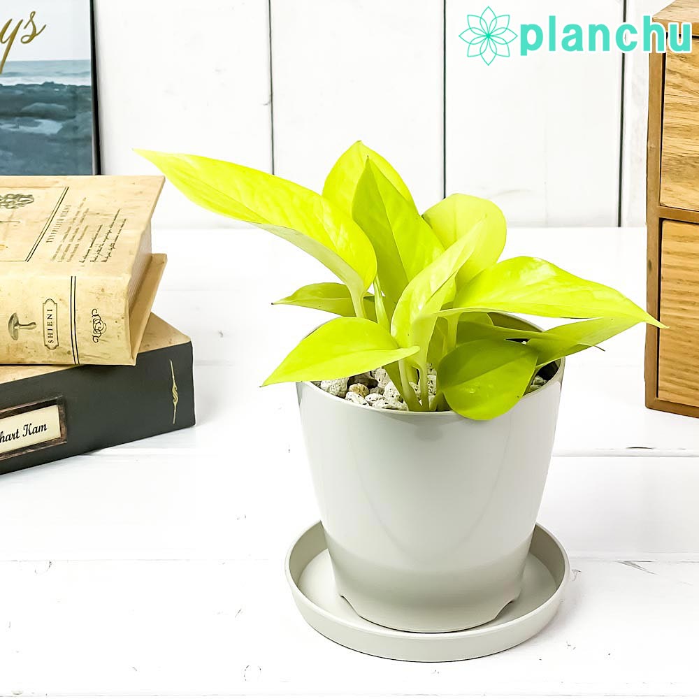PLANCHU 観葉植物 ポトス ライム 3.5号鉢 受け皿付き 育て方説明書付き Epipremnum aureum ‘Lime’ エピプレムナム アロイド