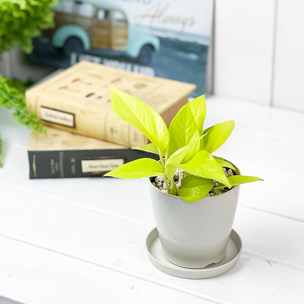 PLANCHU 観葉植物 ポトス ライム 3.5号鉢 受け皿付き 育て方説明書付き Epipremnum aureum ‘Lime’ エピプレムナム アロイド