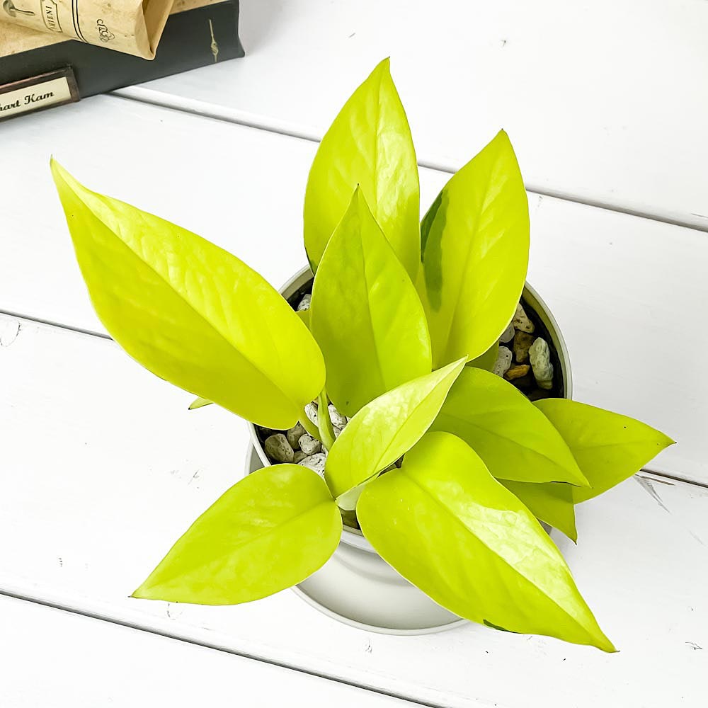 PLANCHU 観葉植物 ポトス ライム 3.5号鉢 受け皿付き 育て方説明書付き Epipremnum aureum ‘Lime’ エピプレムナム アロイド