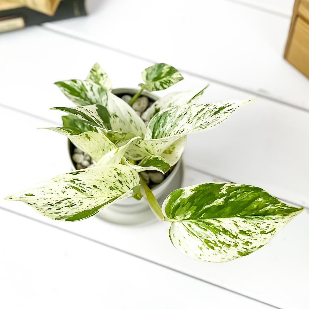 PLANCHU 観葉植物 ポトス マーブルクイーン 3.5号鉢 受け皿付き 育て方説明書付き Epipremnum aureum ‘Marble Queen’ エピプレムナム アロイド