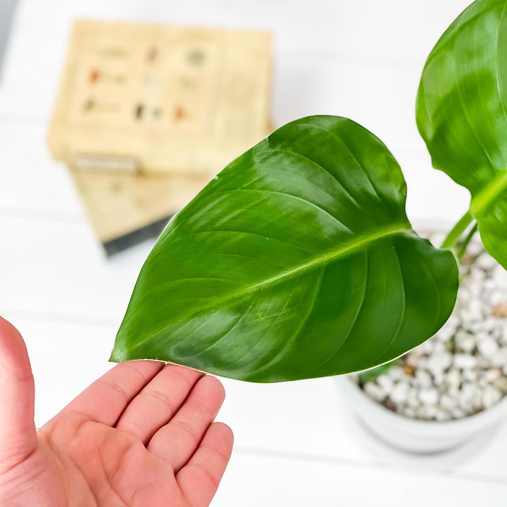 PLANCHU 観葉植物 ストレリチア オーガスタ 5号樹脂鉢 ホワイト サスティー付き 受け皿付き 育て方説明書付き Strelitzia nicolai ニコライ 楽園の白い鳥 極楽鳥花
