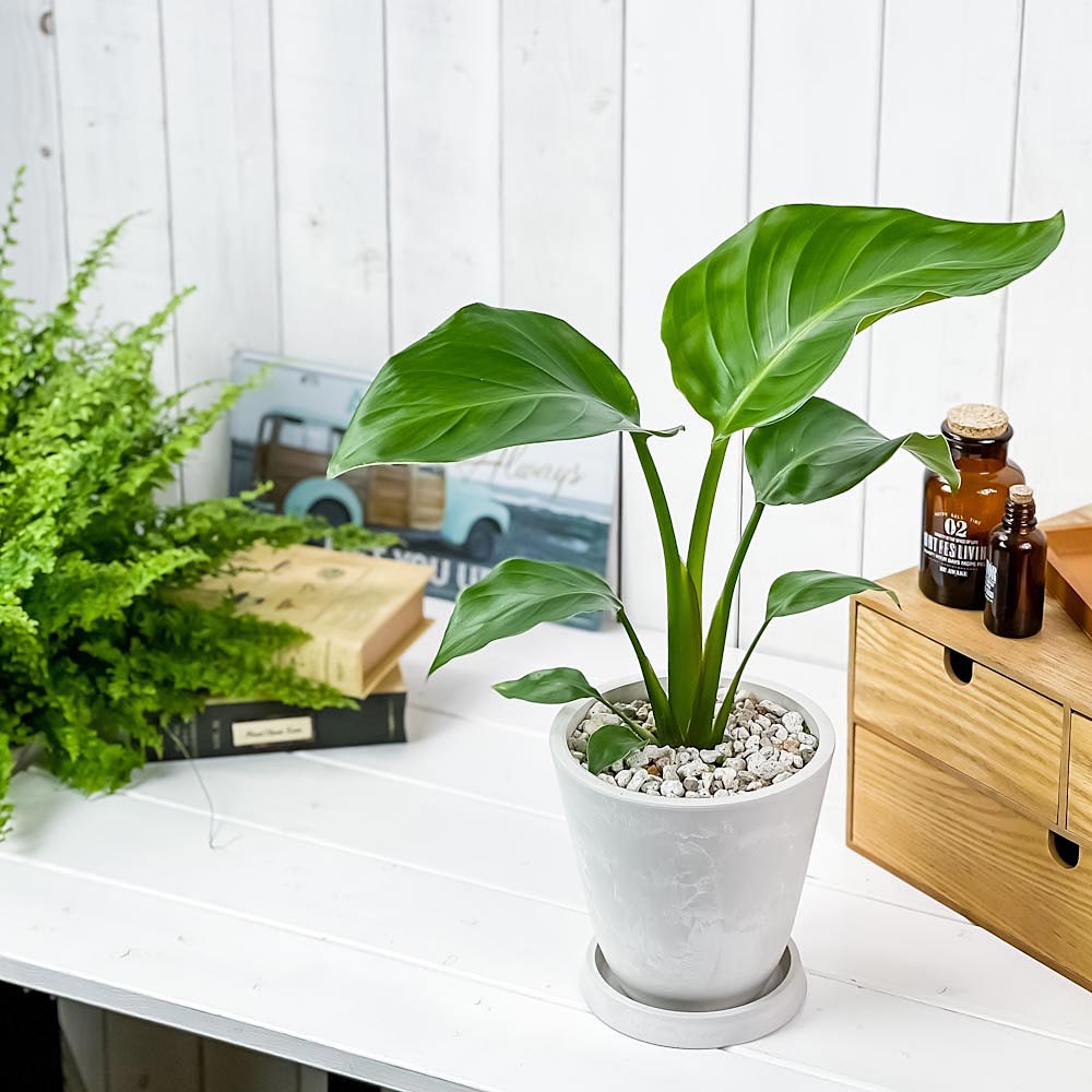 PLANCHU 観葉植物 ストレリチア オーガスタ 5号樹脂鉢 ホワイト サスティー付き 受け皿付き 育て方説明書付き Strelitzia nicolai ニコライ 楽園の白い鳥 極楽鳥花