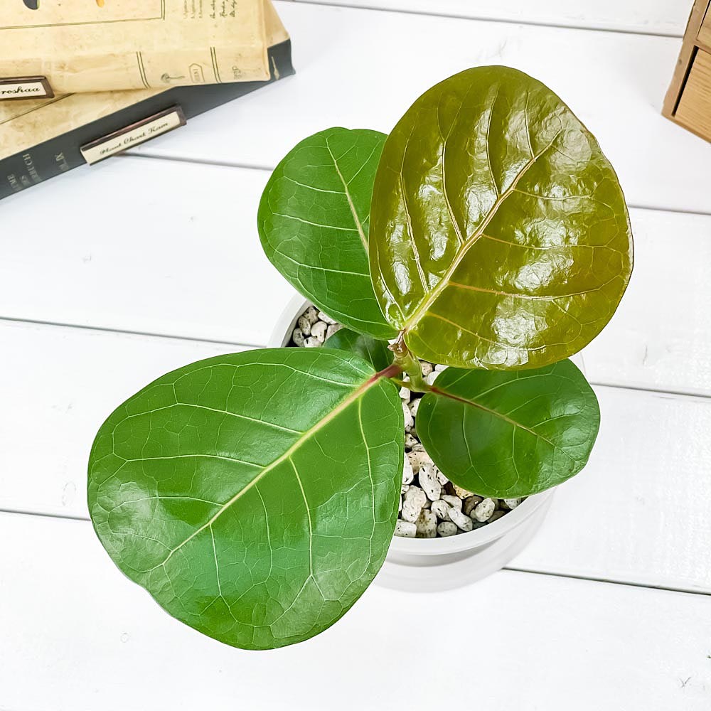 PLANCHU 観葉植物 ココロバ シーグレープ 4号樹脂鉢 ホワイト サスティー付き 受け皿付き 育て方説明書付き Coccoloba uvifera ハマベブドウ
