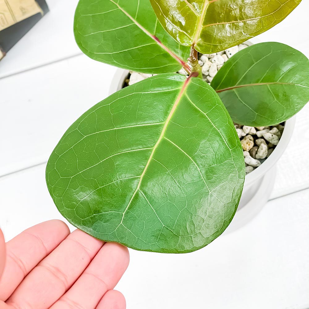 PLANCHU 観葉植物 ココロバ シーグレープ 4号樹脂鉢 ホワイト サスティー付き 受け皿付き 育て方説明書付き Coccoloba uvifera ハマベブドウ