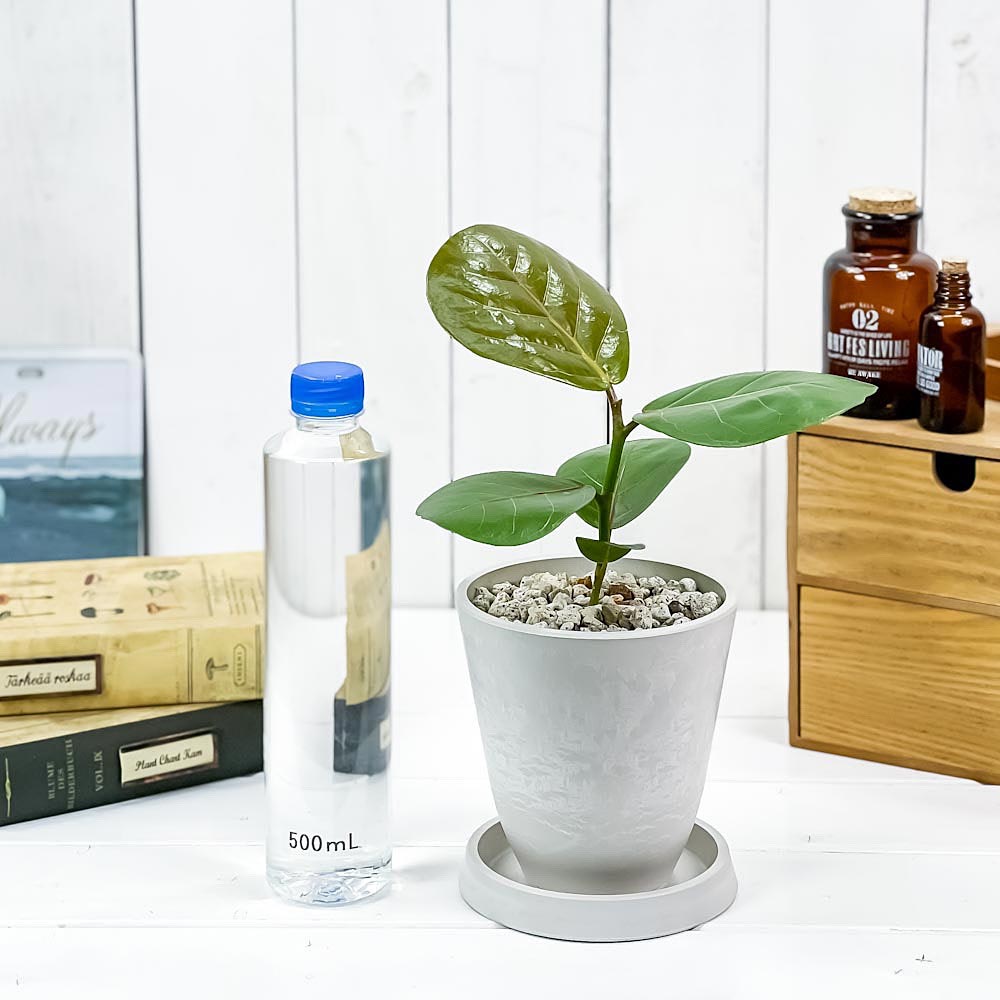 PLANCHU 観葉植物 ココロバ シーグレープ 4号樹脂鉢 ホワイト サスティー付き 受け皿付き 育て方説明書付き Coccoloba uvifera ハマベブドウ