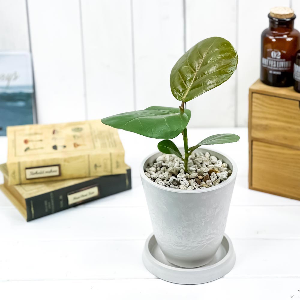 PLANCHU 観葉植物 ココロバ シーグレープ 4号樹脂鉢 ホワイト サスティー付き 受け皿付き 育て方説明書付き Coccoloba uvifera ハマベブドウ
