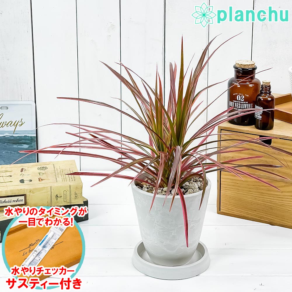 PLANCHU 観葉植物 ドラセナ マルギナータ レインボー 4号樹脂鉢 ホワイト サスティー付き 受け皿付き 育て方説明書付き 真実の木 マジナータ コンシンネ