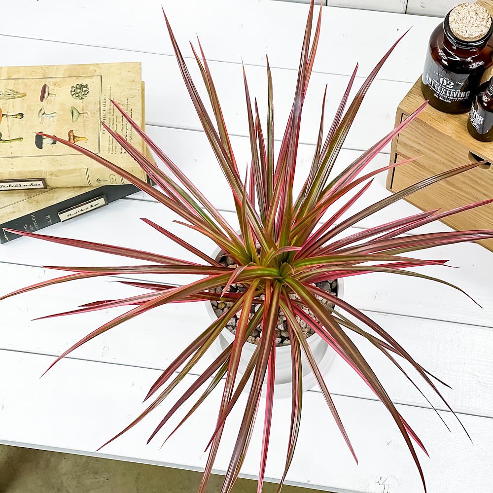 PLANCHU 観葉植物 ドラセナ マルギナータ レインボー 4号樹脂鉢 ホワイト サスティー付き 受け皿付き 育て方説明書付き 真実の木 マジナータ コンシンネ