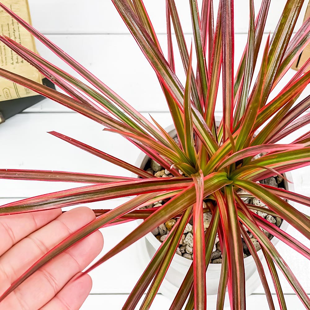 PLANCHU 観葉植物 ドラセナ マルギナータ レインボー 4号樹脂鉢 ホワイト サスティー付き 受け皿付き 育て方説明書付き 真実の木 マジナータ コンシンネ