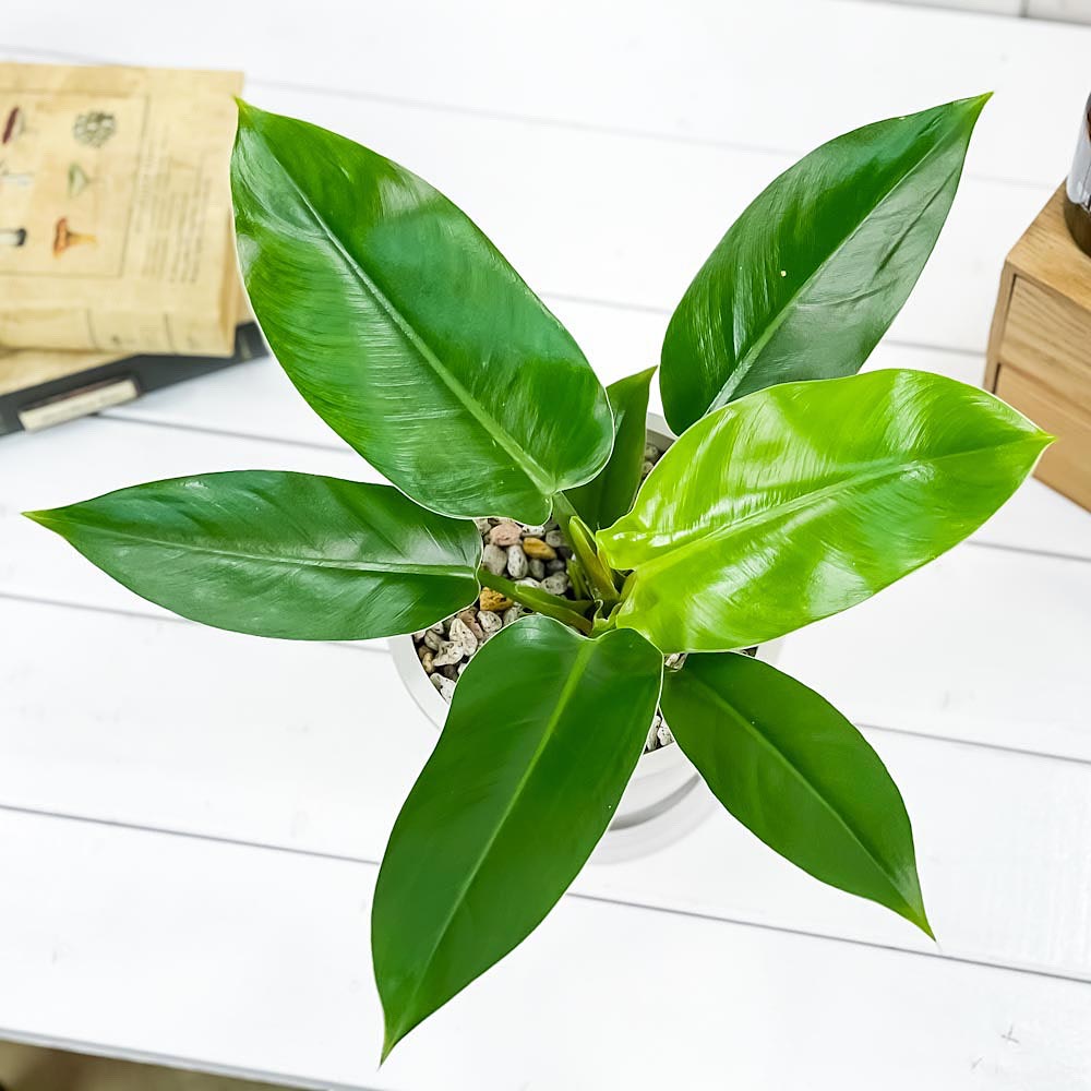 PLANCHU 観葉植物 フィロデンドロン インペリアルグリーン 5号樹脂鉢 ホワイト サスティー付き 受け皿付き 育て方説明書付き Philodendron ‘Imperial Green’