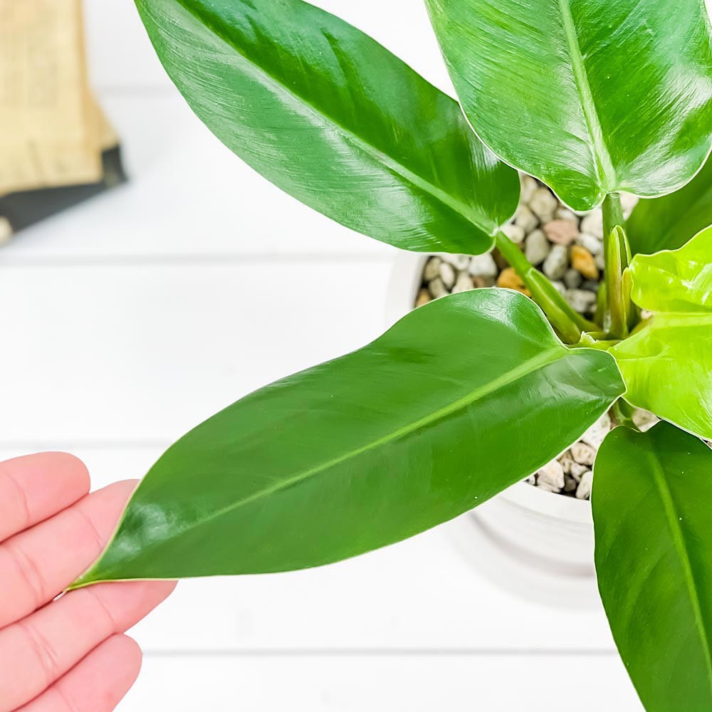 PLANCHU 観葉植物 フィロデンドロン インペリアルグリーン 5号樹脂鉢 ホワイト サスティー付き 受け皿付き 育て方説明書付き Philodendron ‘Imperial Green’