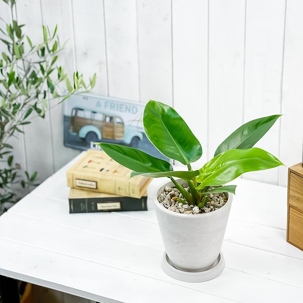 PLANCHU 観葉植物 フィロデンドロン インペリアルグリーン 5号樹脂鉢 ホワイト サスティー付き 受け皿付き 育て方説明書付き Philodendron ‘Imperial Green’