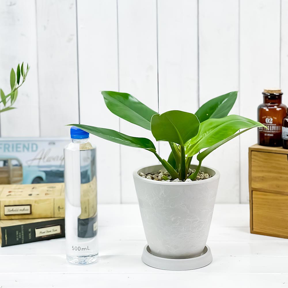 PLANCHU 観葉植物 フィロデンドロン インペリアルグリーン 5号樹脂鉢 ホワイト サスティー付き 受け皿付き 育て方説明書付き Philodendron ‘Imperial Green’