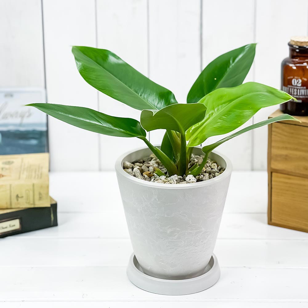 PLANCHU 観葉植物 フィロデンドロン インペリアルグリーン 5号樹脂鉢 ホワイト サスティー付き 受け皿付き 育て方説明書付き Philodendron ‘Imperial Green’ アロイド