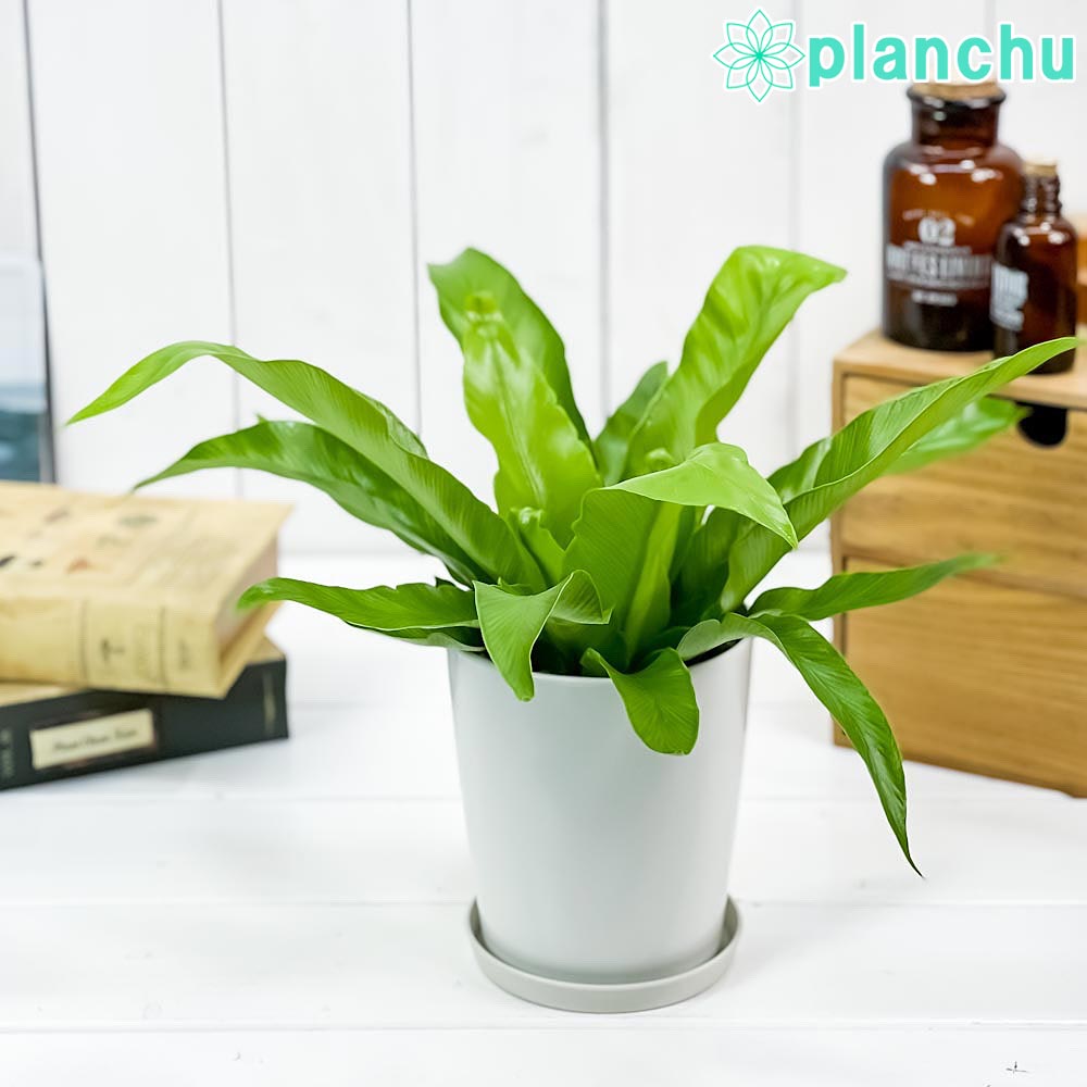 PLANCHU 観葉植物 アスプレニウム アンティクム 4号鉢 受け皿付き 育て方説明書付き Asplenium antiquum アンティカム オオタニワタリ シダ植物
