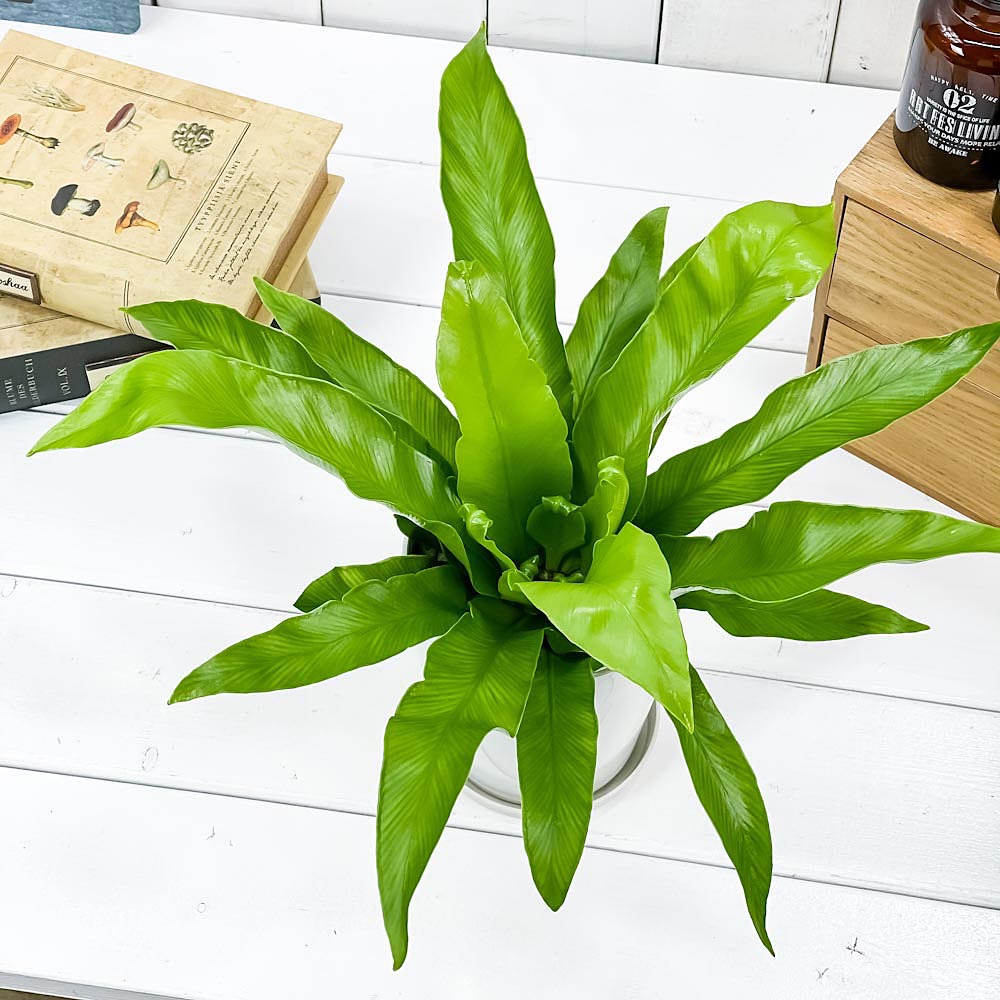 PLANCHU 観葉植物 アスプレニウム アンティクム 4号鉢 受け皿付き 育て方説明書付き Asplenium antiquum アンティカム オオタニワタリ シダ植物