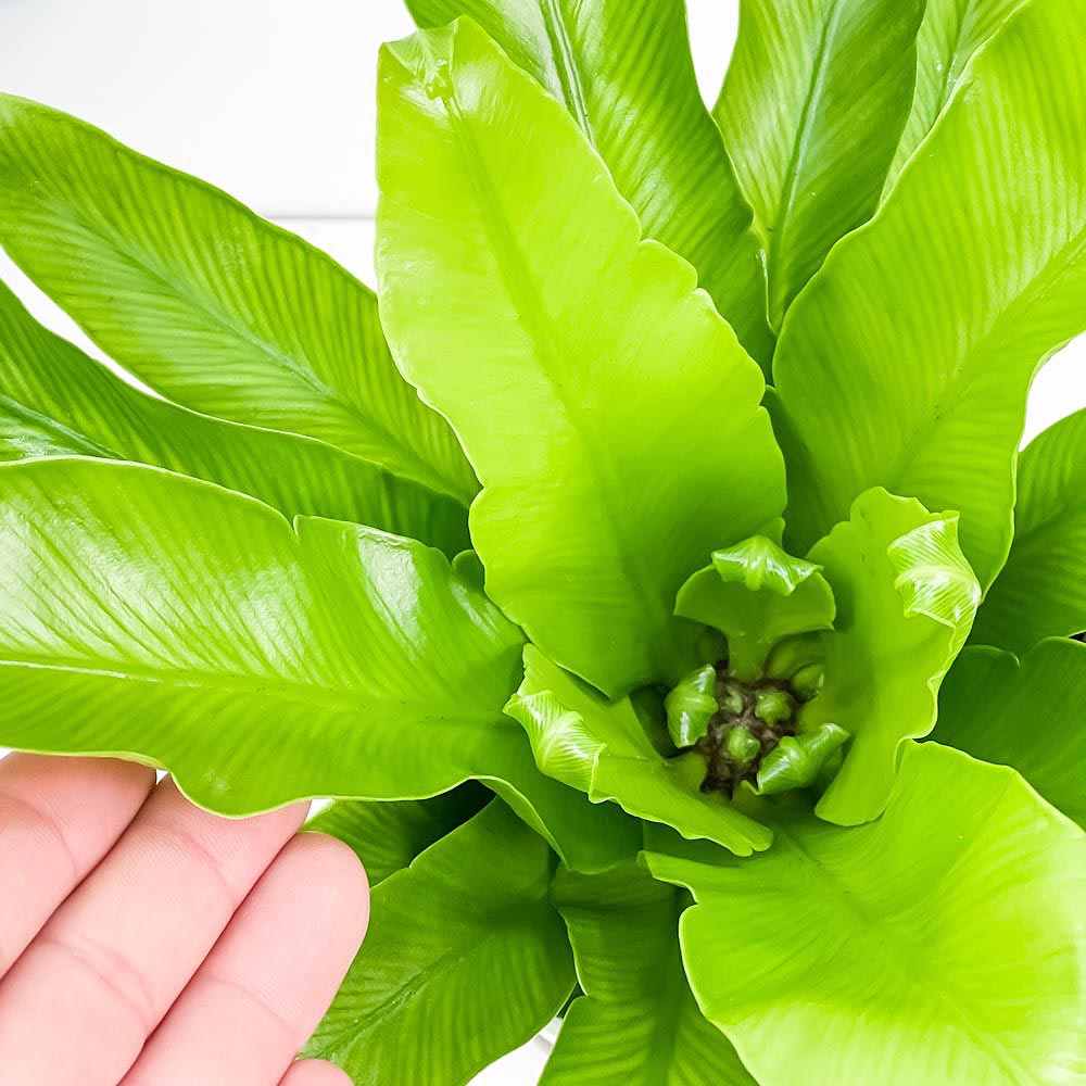 PLANCHU 観葉植物 アスプレニウム アンティクム 4号鉢 受け皿付き 育て方説明書付き Asplenium antiquum アンティカム オオタニワタリ シダ植物