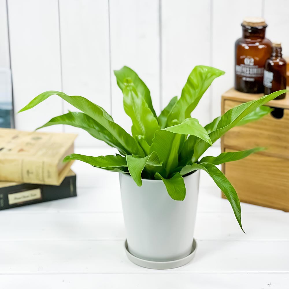 PLANCHU 観葉植物 アスプレニウム アンティクム 4号鉢 受け皿付き 育て方説明書付き Asplenium antiquum アンティカム オオタニワタリ シダ植物