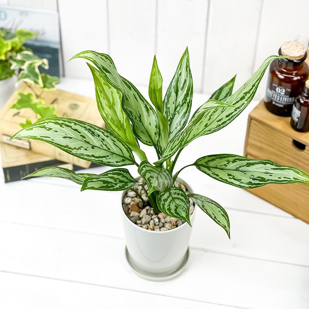 PLANCHU 観葉植物 アグラオネマ シルバークイーン 4号鉢 受け皿付き 育て方説明書付き Aglaonema ‘Silver Queen’ 幸せを招くタイの宝石 アロイド