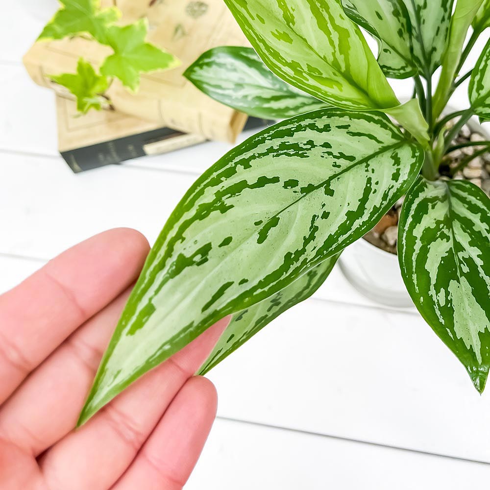 PLANCHU 観葉植物 アグラオネマ シルバークイーン 4号鉢 受け皿付き 育て方説明書付き Aglaonema ‘Silver Queen’ 幸せを招くタイの宝石 アロイド