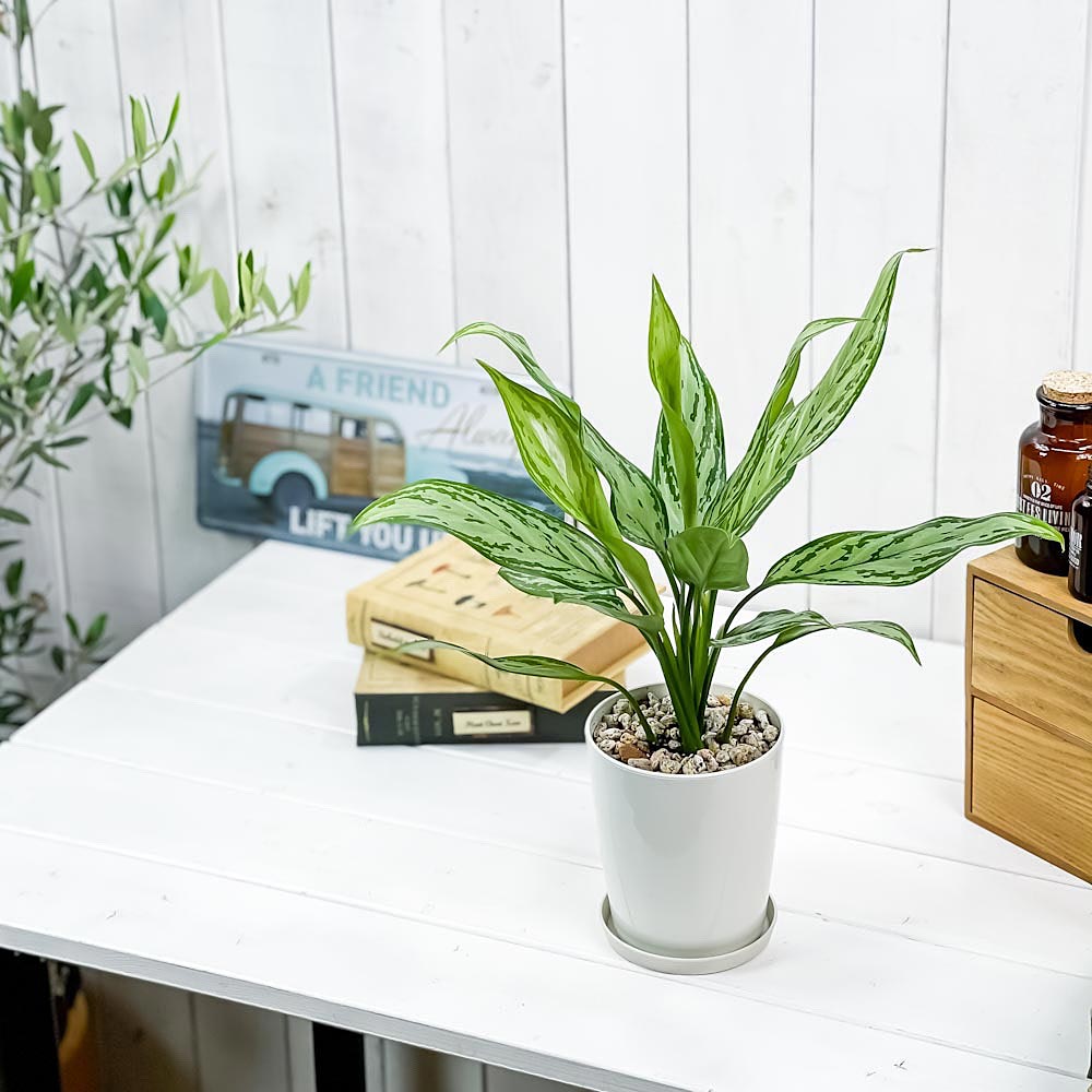 PLANCHU 観葉植物 アグラオネマ シルバークイーン 4号鉢 受け皿付き 育て方説明書付き Aglaonema ‘Silver Queen’ 幸せを招くタイの宝石 アロイド