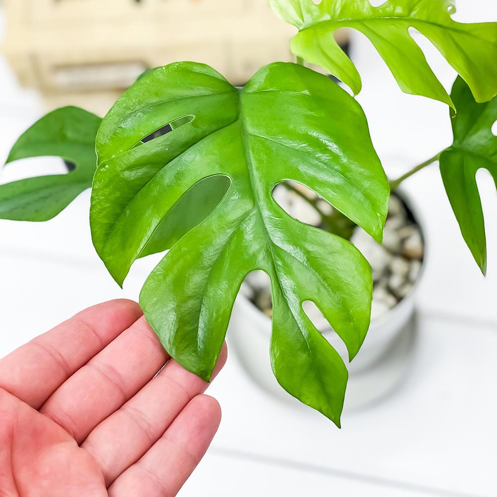 PLANCHU 観葉植物 モンステラ & ヒメモンステラ 2種セット 3.5号鉢 受け皿付き 育て方説明書付き