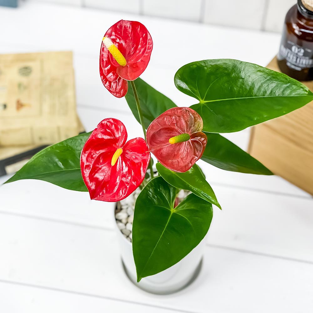 PLANCHU 観葉植物 アンスリウム レッド 4号鉢 受け皿付き 育て方説明書付き Anthurium andraeanum アンスリューム 鉢花
