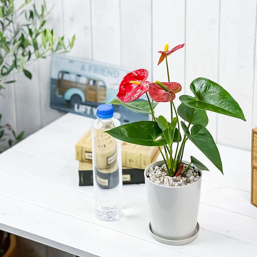 PLANCHU 観葉植物 アンスリウム レッド 4号鉢 受け皿付き 育て方説明書付き Anthurium andraeanum アンスリューム 鉢花