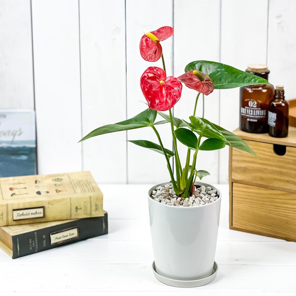 PLANCHU 観葉植物 アンスリウム レッド 4号鉢 受け皿付き 育て方説明書付き Anthurium andraeanum cv. アンスリューム アロイド 鉢花