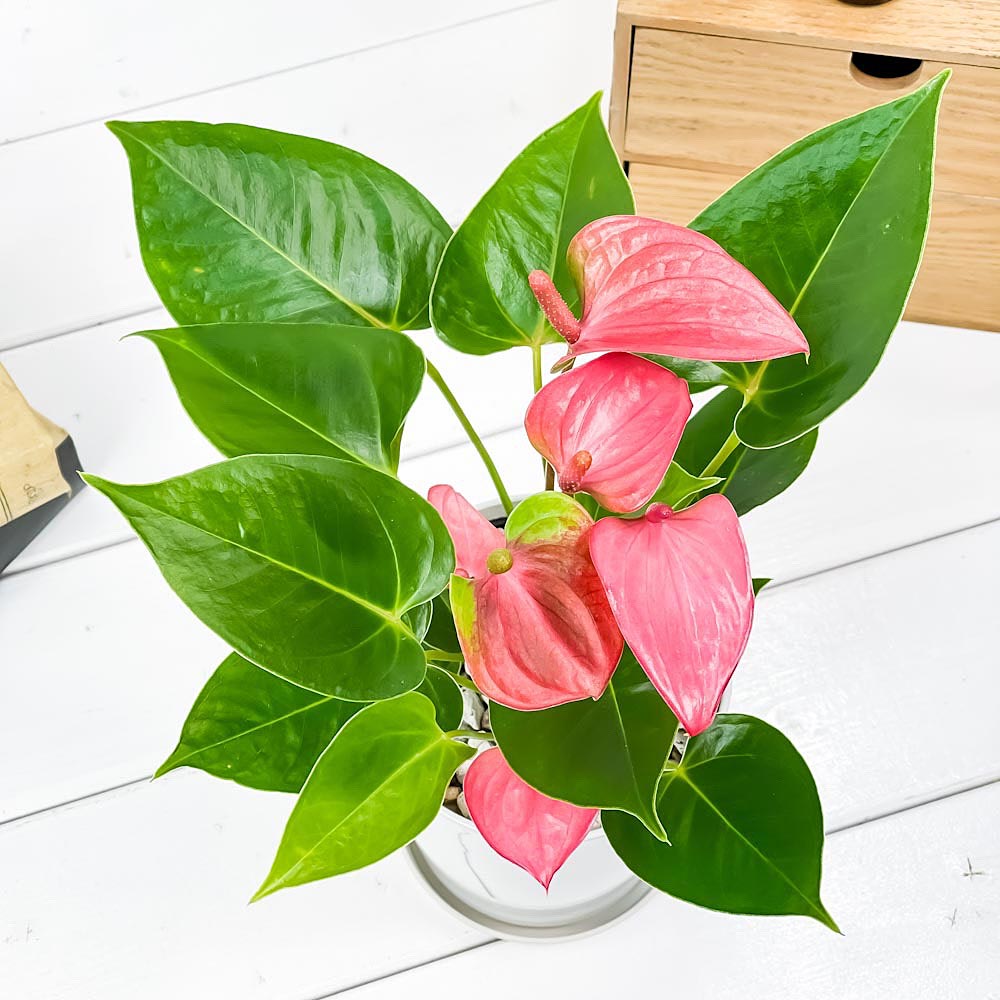 PLANCHU 観葉植物 アンスリウム ピンク 4号鉢 受け皿付き 育て方説明書付き Anthurium andraeanum アンスリューム 鉢花