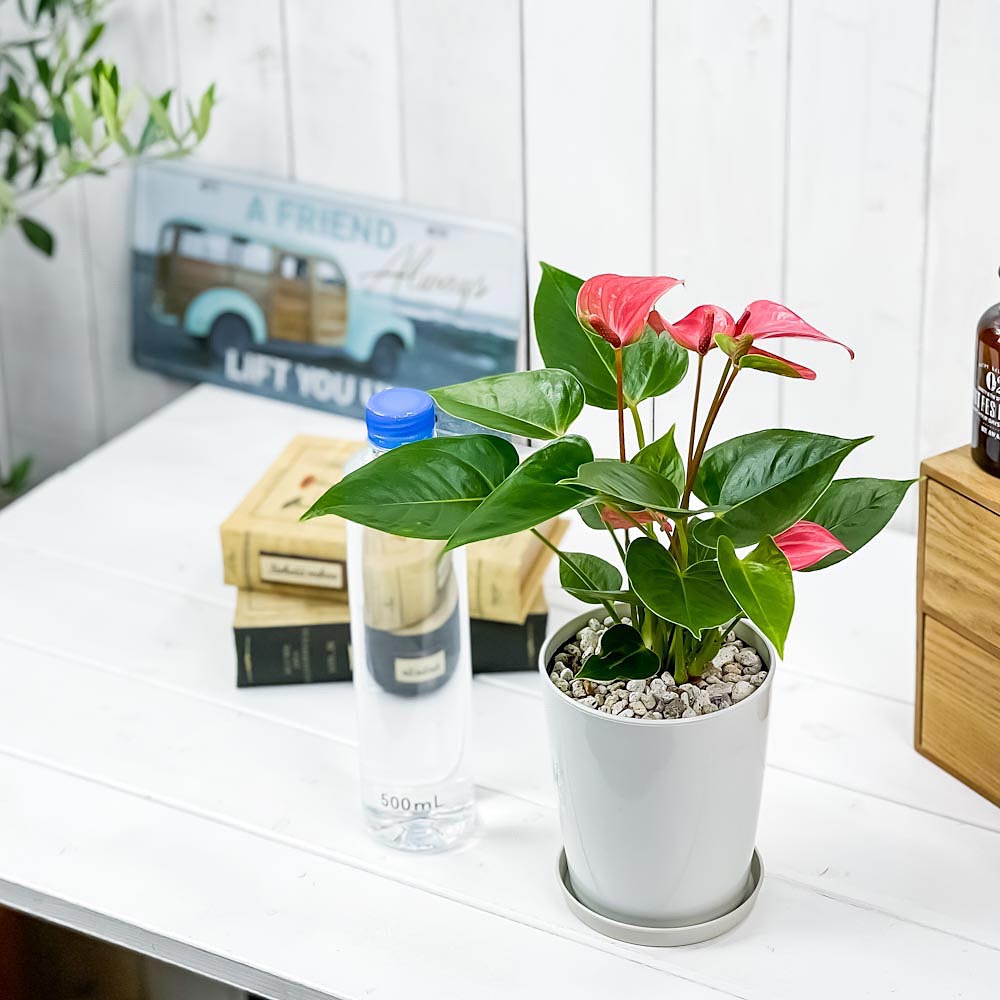 PLANCHU 観葉植物 アンスリウム ピンク 4号鉢 受け皿付き 育て方説明書付き Anthurium andraeanum アンスリューム 鉢花