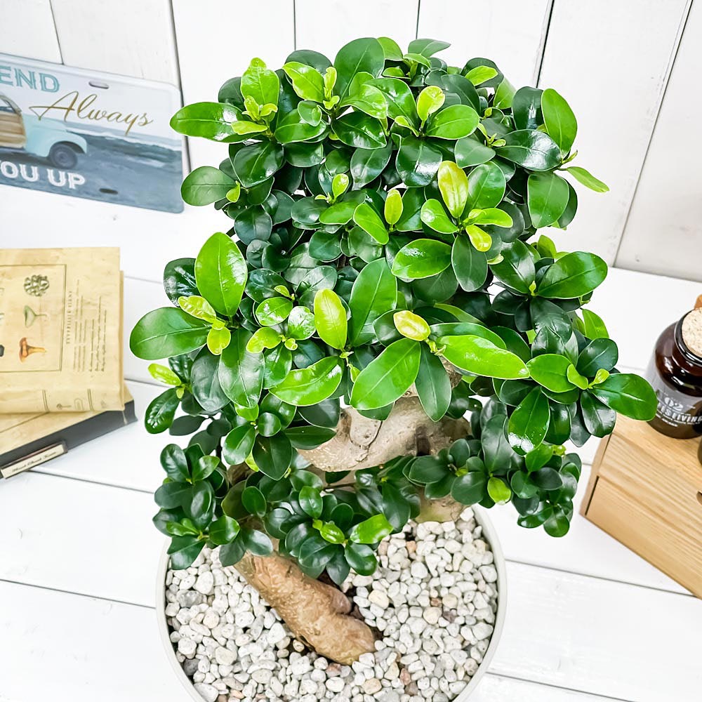 PLANCHU 観葉植物 ガジュマル 昇り竜 8号平鉢 受け皿付き 育て方説明書付き Ficus microcarpa フィカス ミクロカルパ 精霊の宿る木