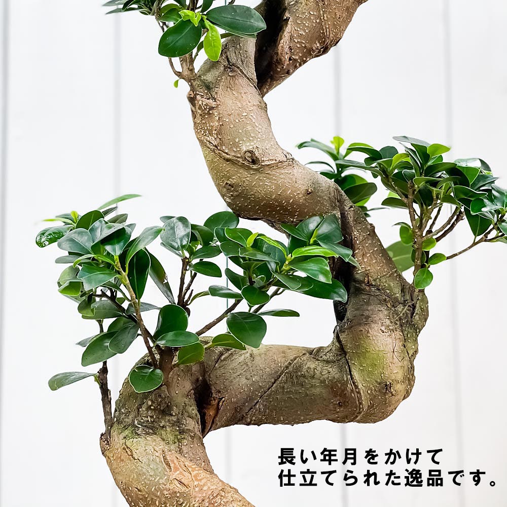 PLANCHU 観葉植物 ガジュマル 昇り竜 8号平鉢 受け皿付き 育て方説明書付き Ficus microcarpa フィカス ミクロカルパ 精霊の宿る木