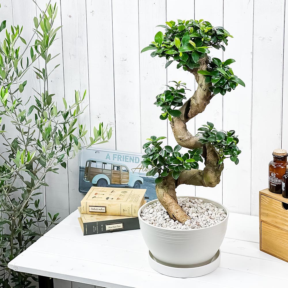 PLANCHU 観葉植物 ガジュマル 昇り竜 8号平鉢 受け皿付き 育て方説明書付き Ficus microcarpa フィカス ミクロカルパ 精霊の宿る木
