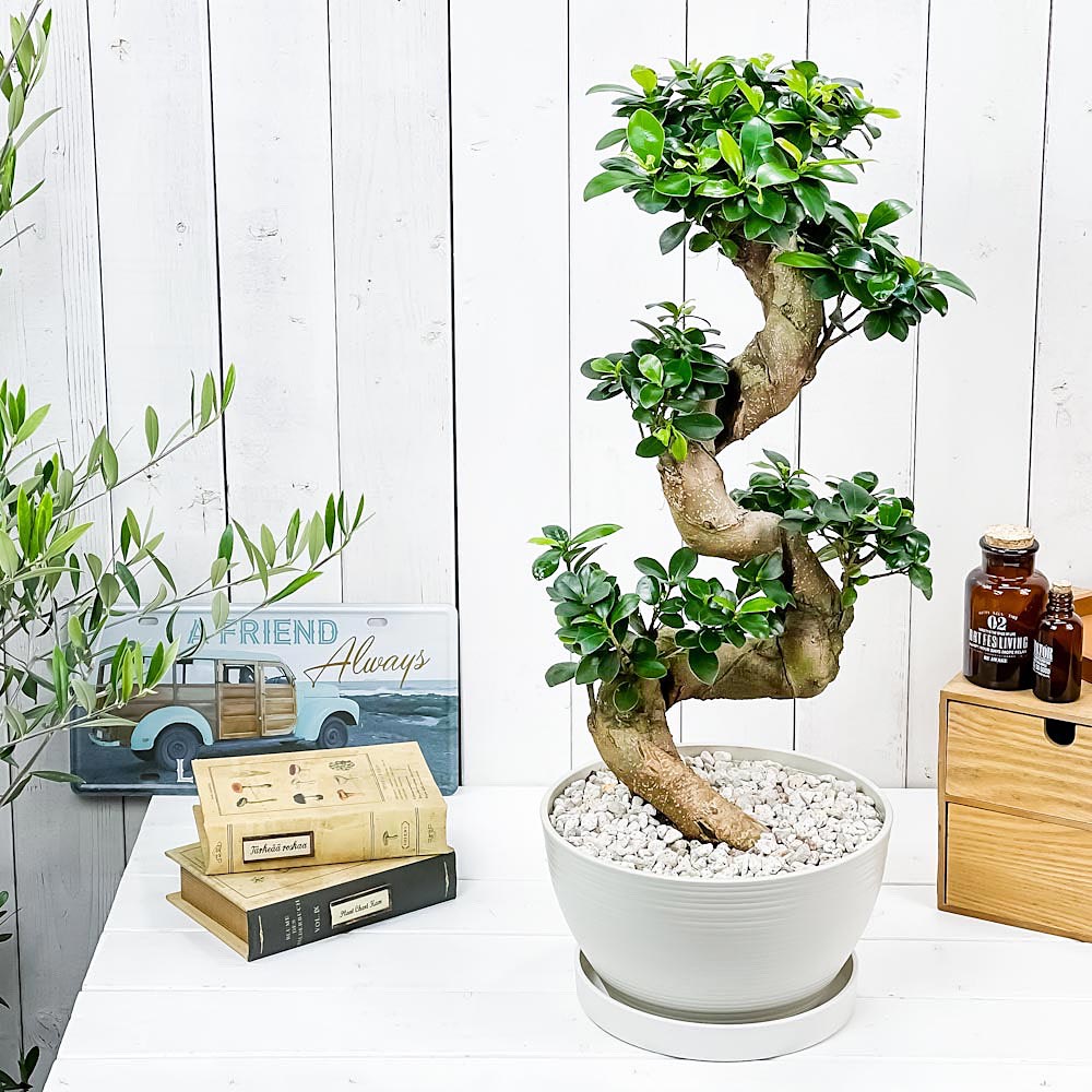 PLANCHU 観葉植物 ガジュマル 昇り竜 8号平鉢 受け皿付き 育て方説明書付き Ficus microcarpa フィカス ミクロカルパ 精霊の宿る木
