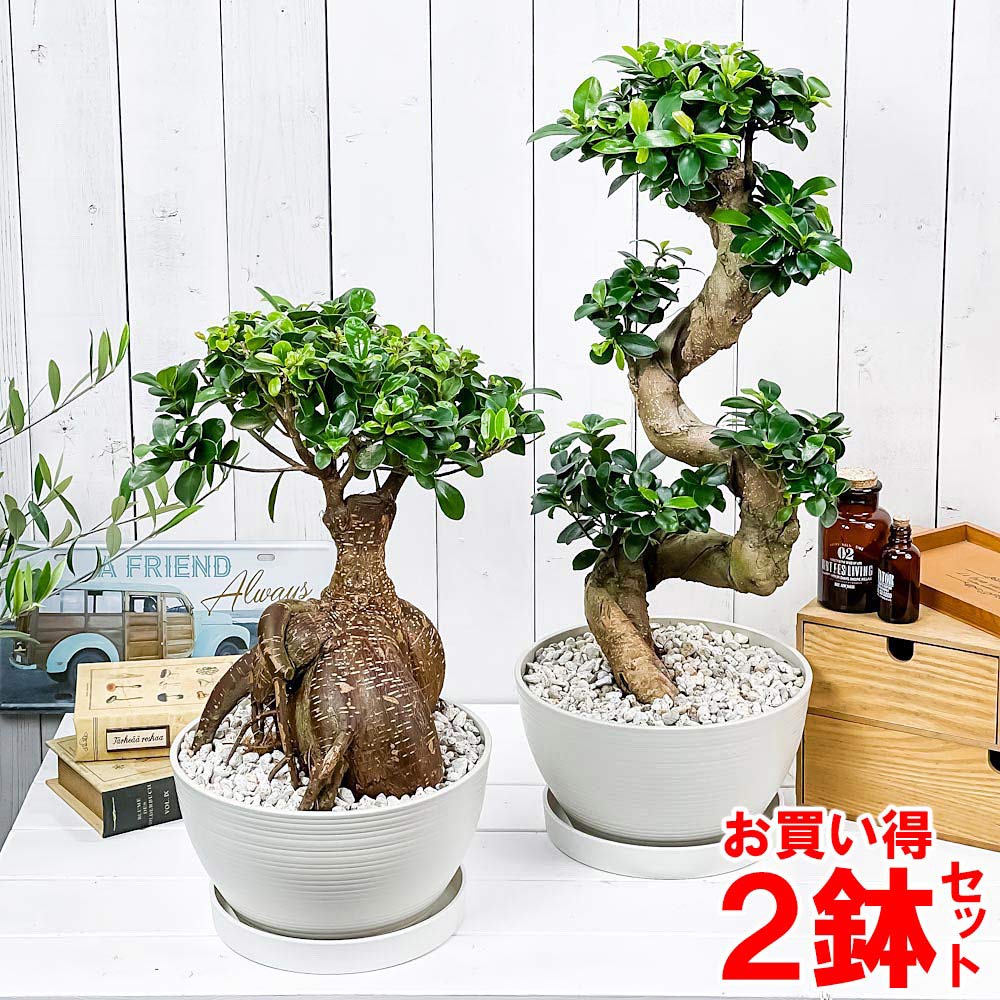 PLANCHU 観葉植物 ガジュマル 昇り竜＆太幹 2鉢セット 8号平鉢 受け皿