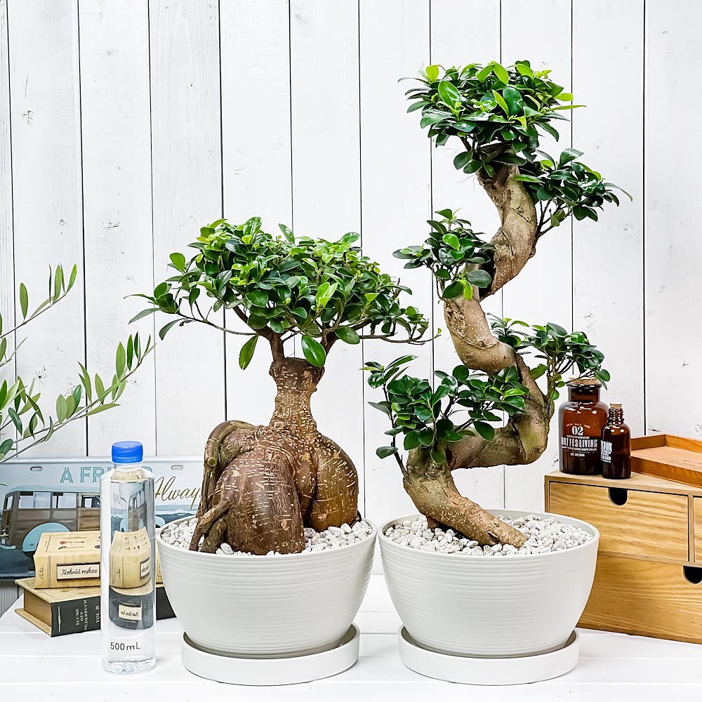 PLANCHU 観葉植物 ガジュマル 昇り竜&太幹 2鉢セット 8号平鉢 受け皿付き 育て方説明書付き Ficus microcarpa フィカス ミクロカルパ 精霊の宿る木